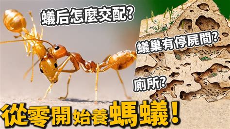 廁所有蟻|螞蟻動輒過百隻出沒，專家教3大方法滅蟻